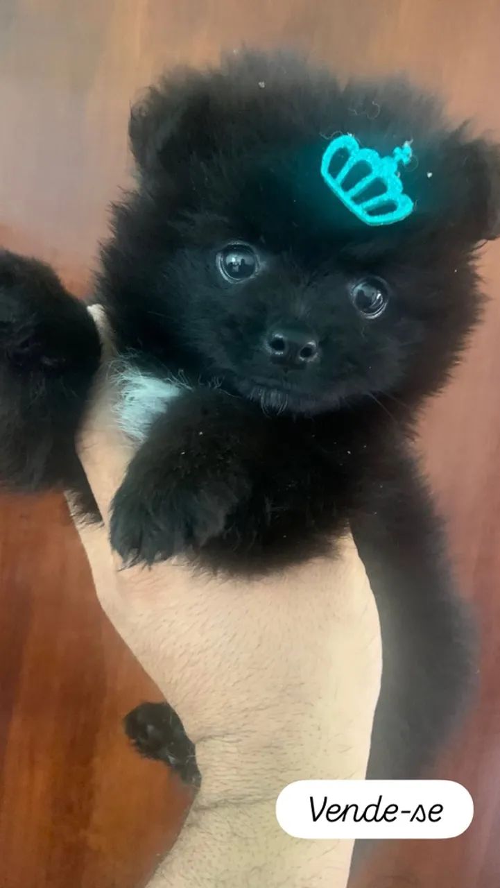 Cachorro 