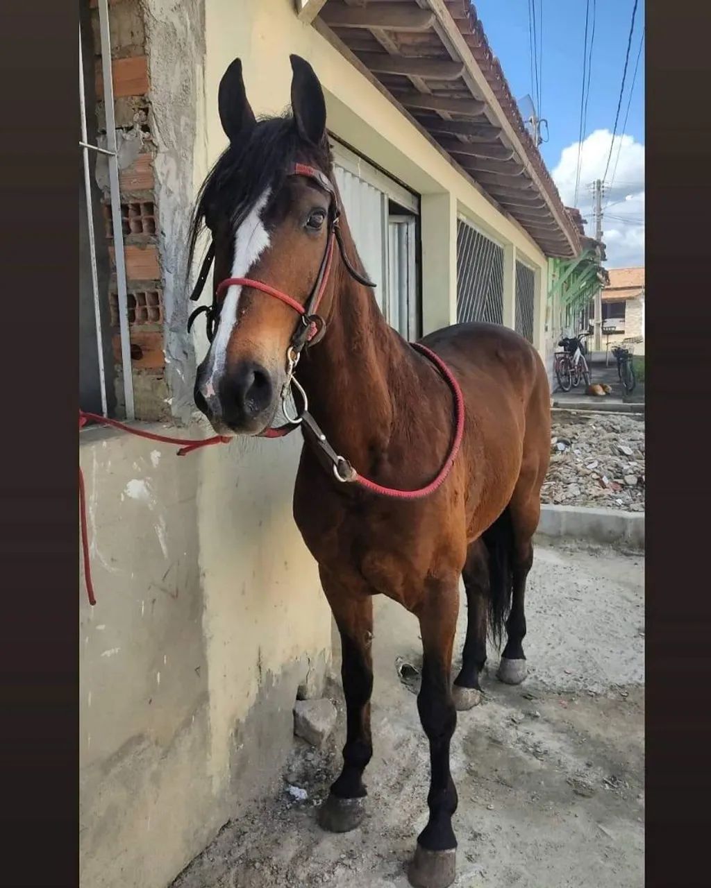 Vendo cavalo castrado - Foto 3