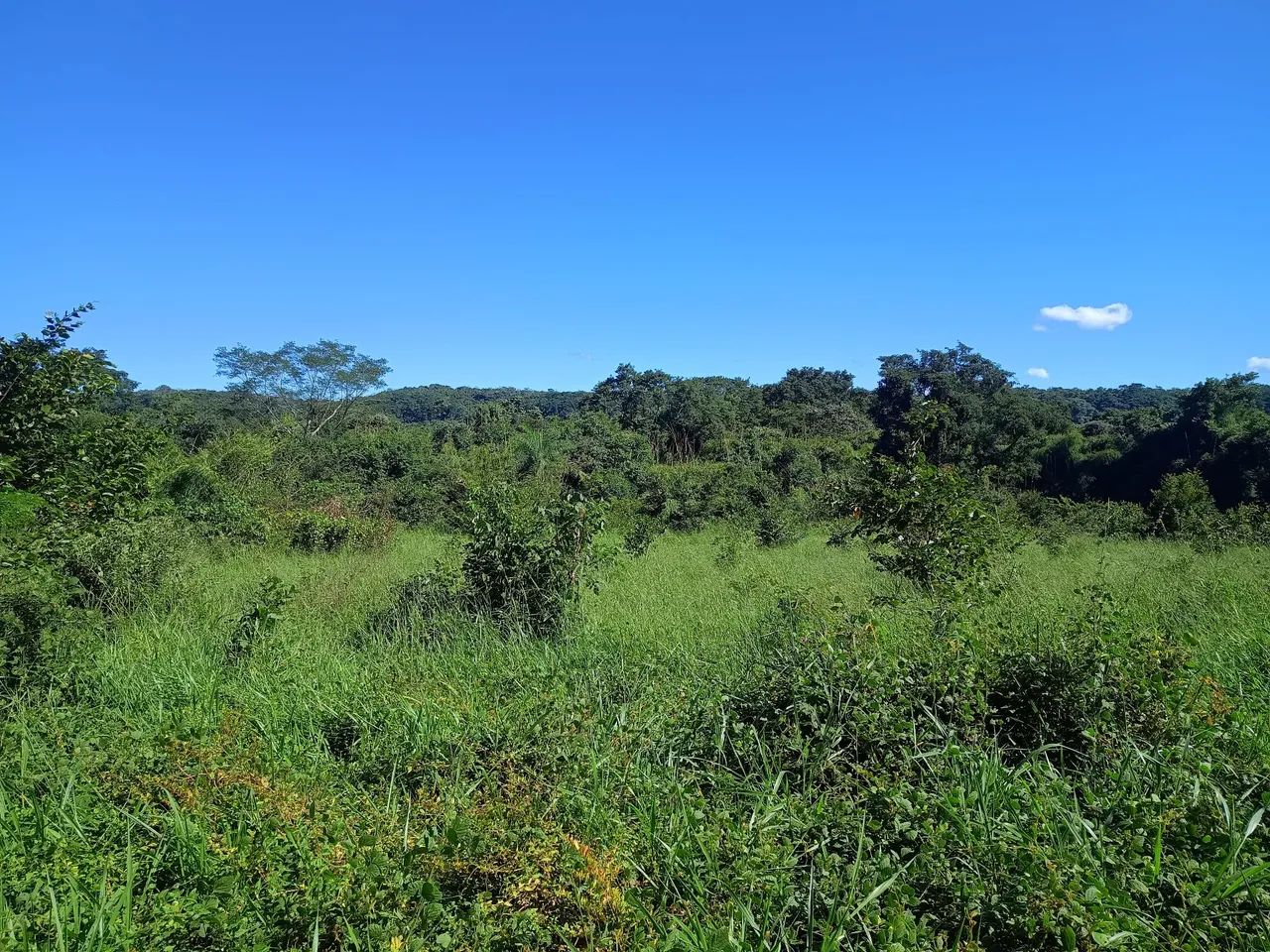 Fazenda em Barrolandia - Miracema - Palmas - Foto 4