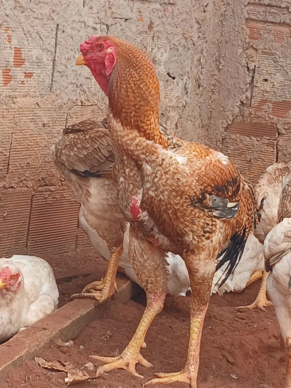  frangas e frangos índio gigantes e polacos gigantes ! - Foto 4