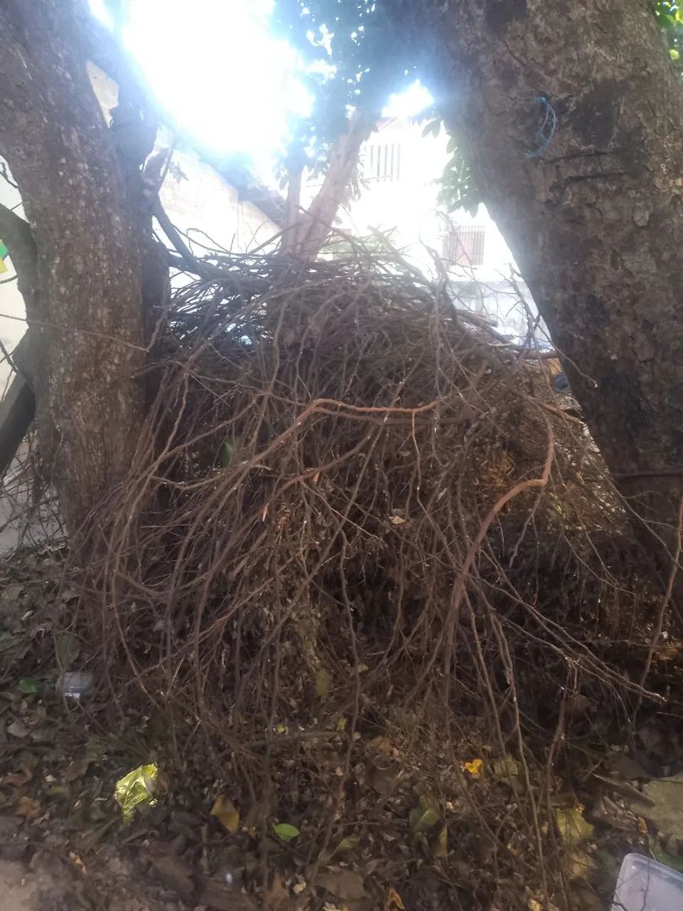 Gravetos   - Foto 2