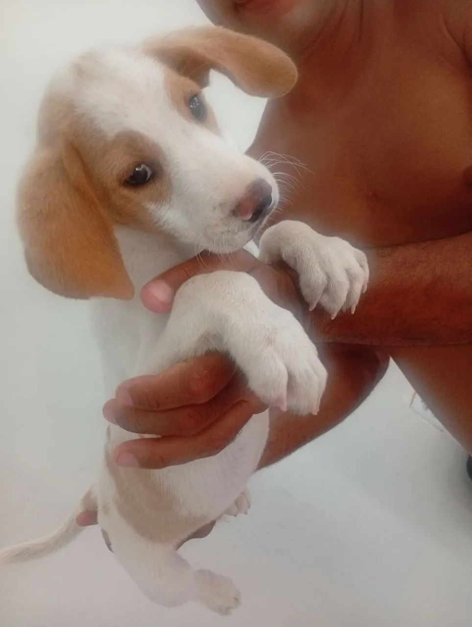 Cachorro beagle com americano  - Foto 3