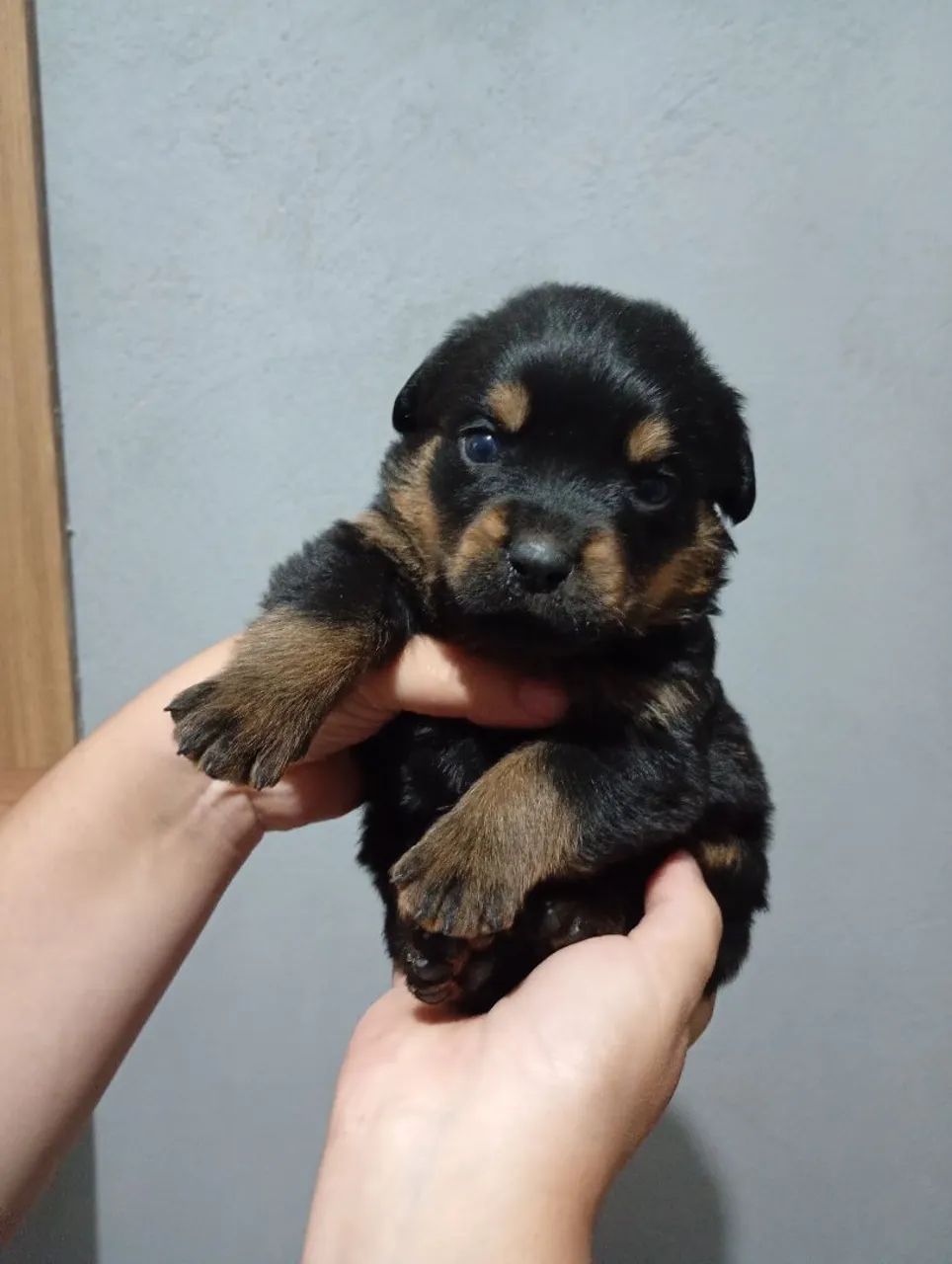 Filhotes de Rottweiler  - Foto 2