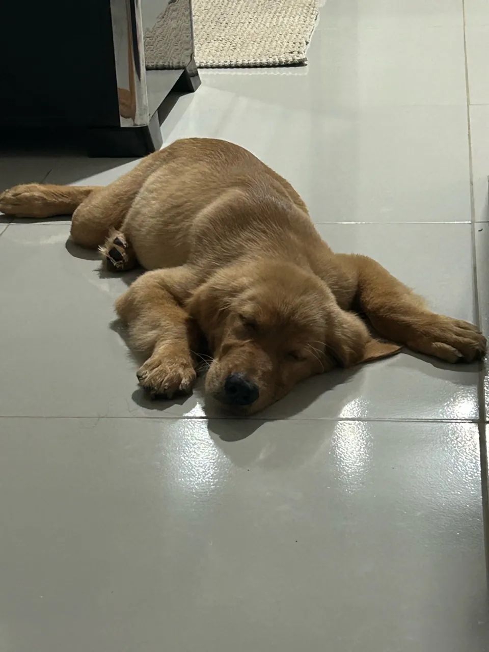 Filhote de golden - Foto 4