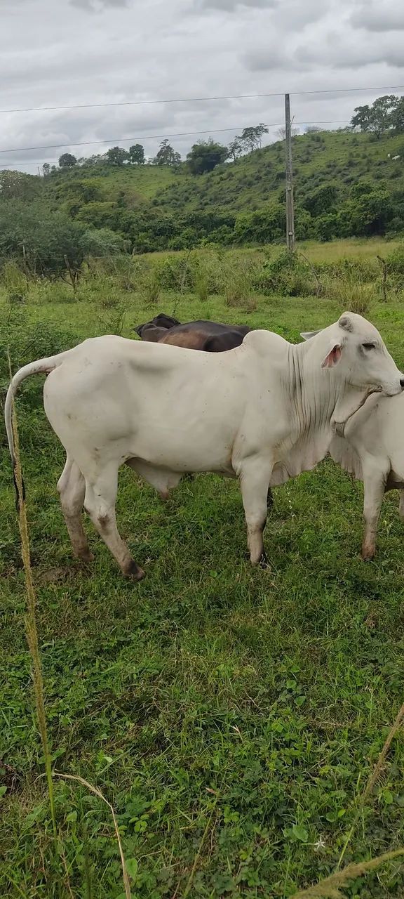 Vende se um lote 11 cabeça de gado  - Foto 3