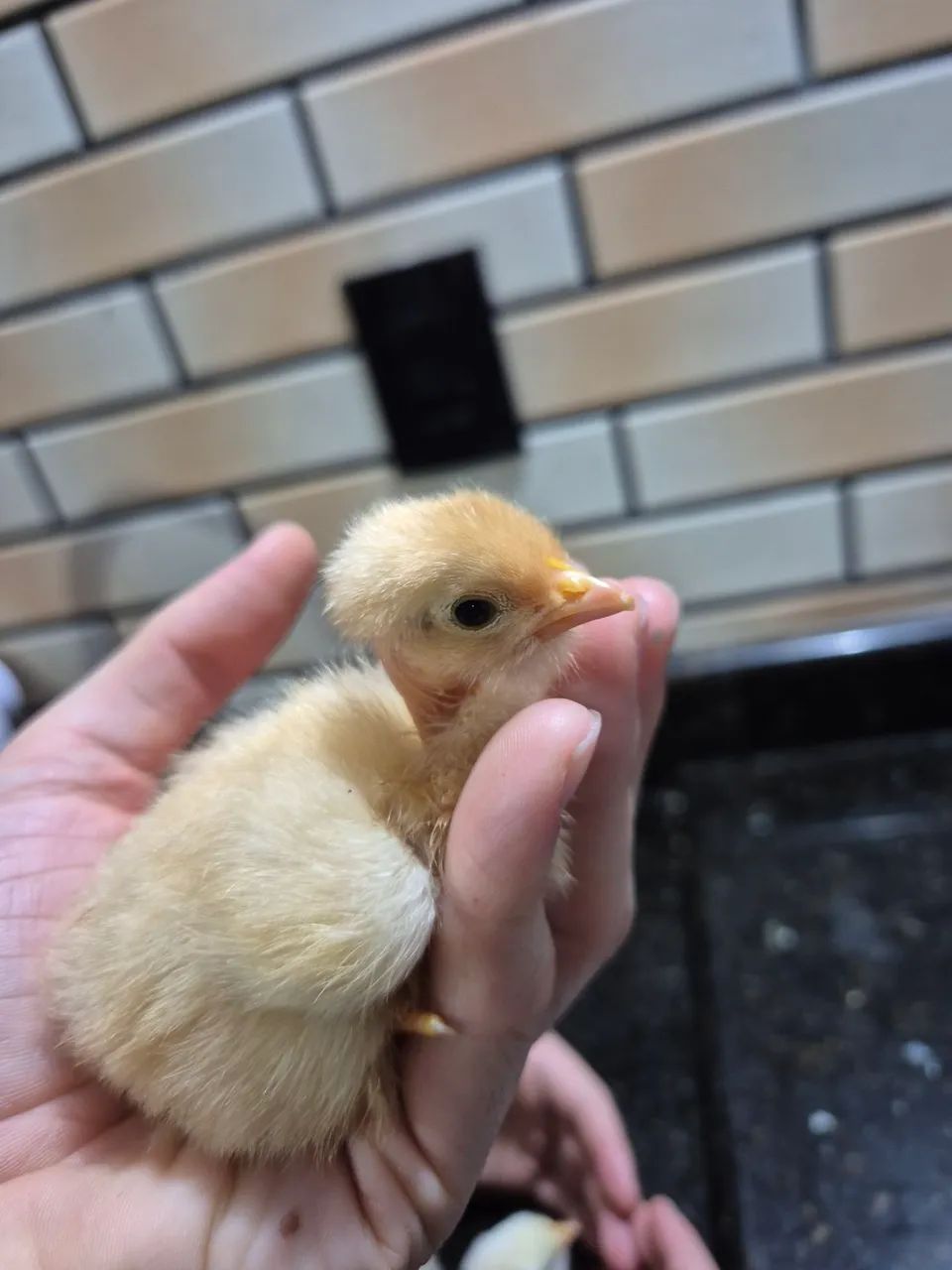 7 Pintinhos  - Foto 3