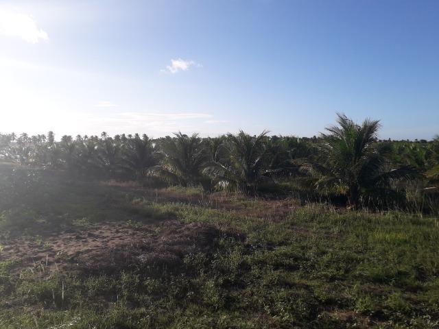 Fazenda 87,31 tarefas em Conde - Foto 16