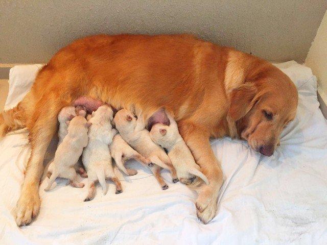 Filhotes de golden retriever