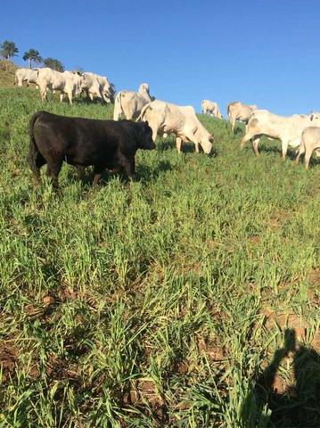 Fazenda de 63.4 Alqueires. 40 Alq mec .20 Alq de Pasto .Nova Laranjeiras - PR - Foto 8
