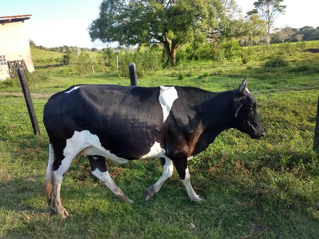 Vendo novilhas e vacas de leite - Foto 2