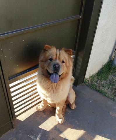 Chow Chow Macho Procurando Namorada - Foto 2