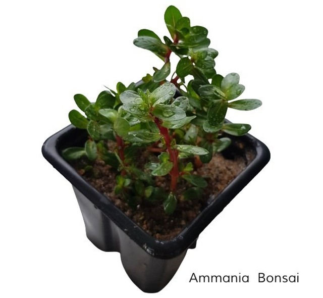 Ammania sp. Bonsai Linda  Planta Vermelha  Aquario Plantado