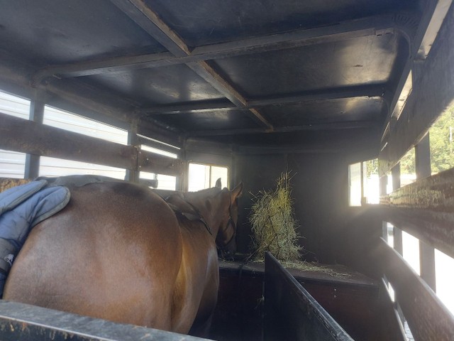 Aluguel, carretinha, trailer, reboques p/ cavalos - Foto 3