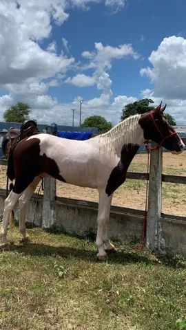 Cavalo pampa de castanho