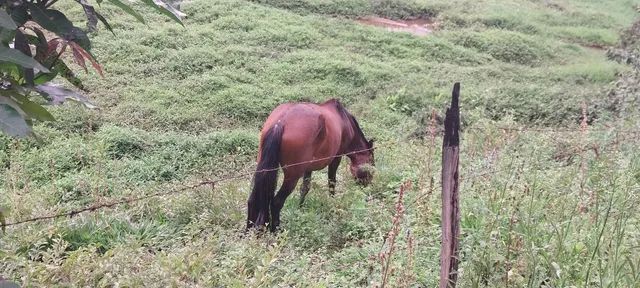 Cavalo de cela - Animais para agropecuária - Borda da Mata 1256806947