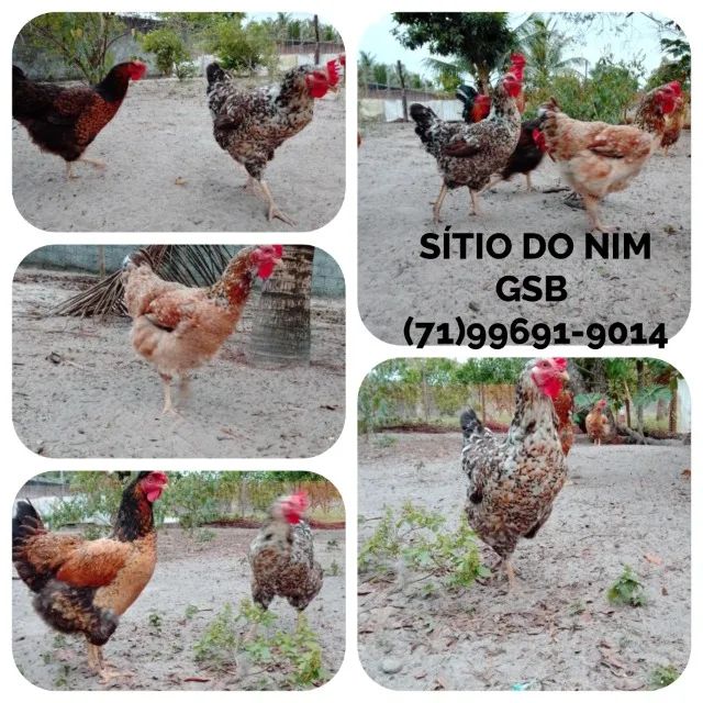 Compre 1 dúzia e Receba 18 Ovos. R$300,00. Galinha Sertaneja Balão - Foto 4
