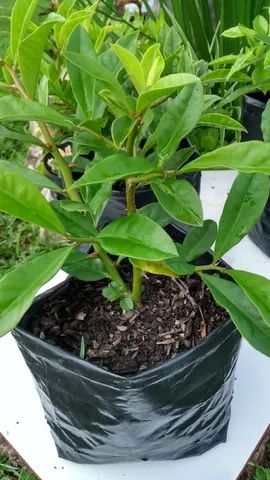 MUDAS DE ORA PRÓ NOBIS E PANCS  - Foto 3