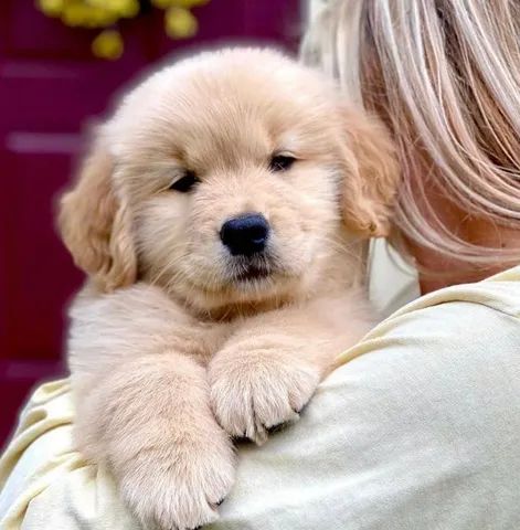 golden muito fofinho a pronta entrega, um pet de família - Cachorros e  acessórios - Pinheiros, São Paulo 1097949230