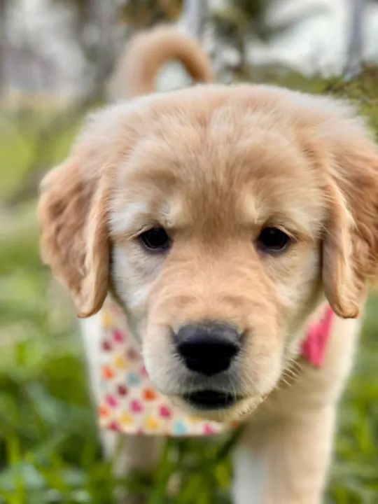 Príncipe carioca  - Foto 2