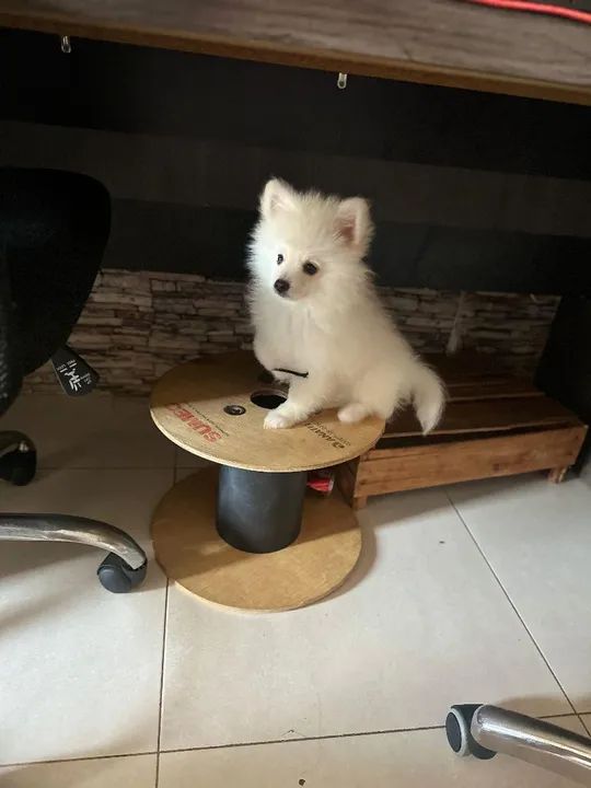 Filhote de Spitz Alemão - Foto 2