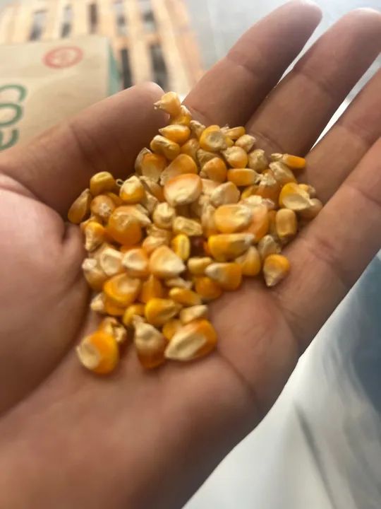 Milho em grãos  - Foto 3