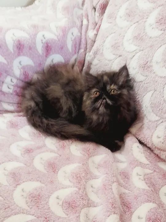 PERSA SHOW Fêmea - cor BlackTortie - Foto 5