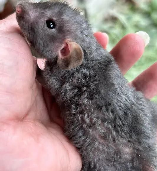 Rato twister rex, harleys e diversas variações 