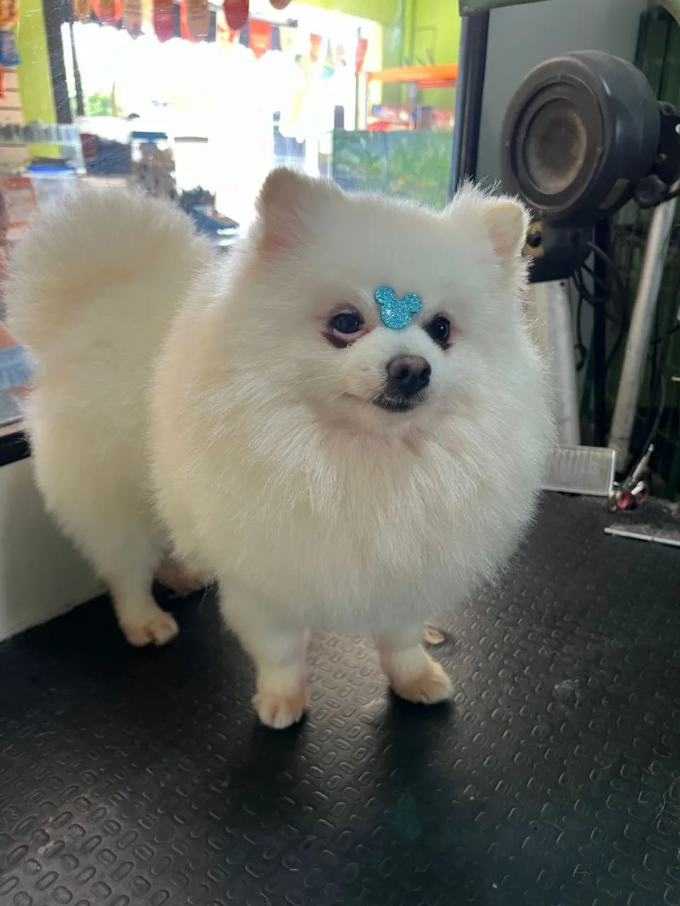 Lulu da Pomeranea macho