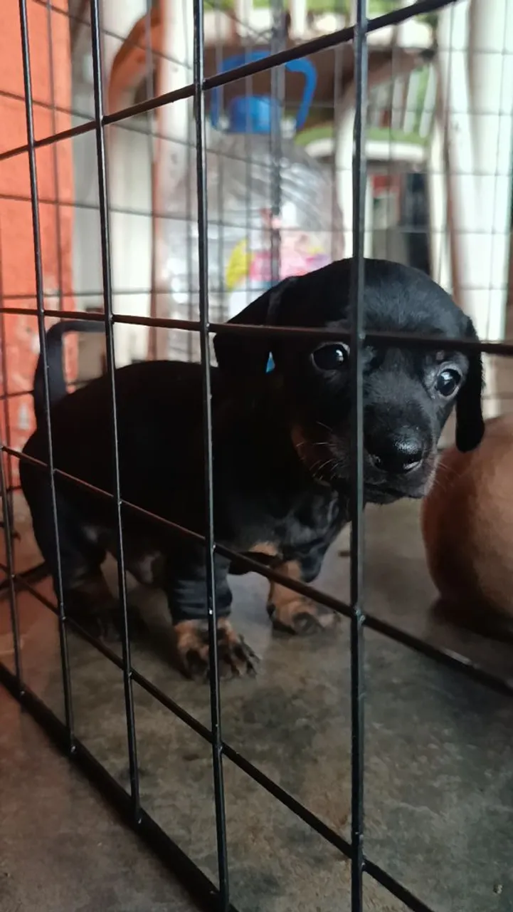 Filhote macho de Dachshund - ENTREGO EM PALMAS