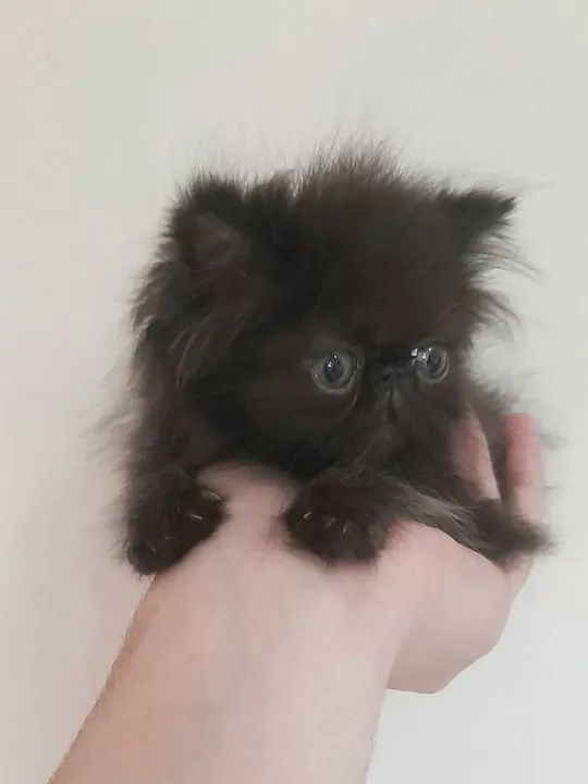 Gatinho Persa Preto Topshow - Adorável (50 Dias) - Foto 4