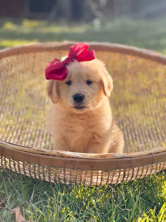 Beleza de sobradinho  - Foto 5