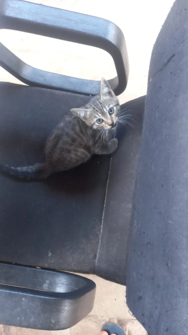 Gatos filhotes doação 