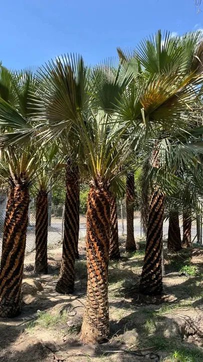 Palmeira Carnaúba - Pronta para o Plantio - Foto 2