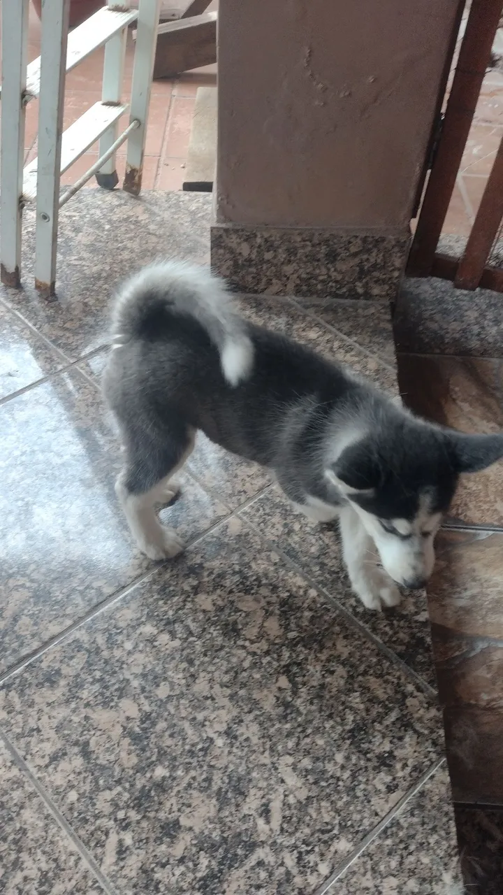 Filhote de Husky Siberiano lindíssimo dos olhos azuis