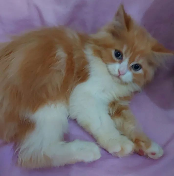 Filhote persa macho  - Foto 2