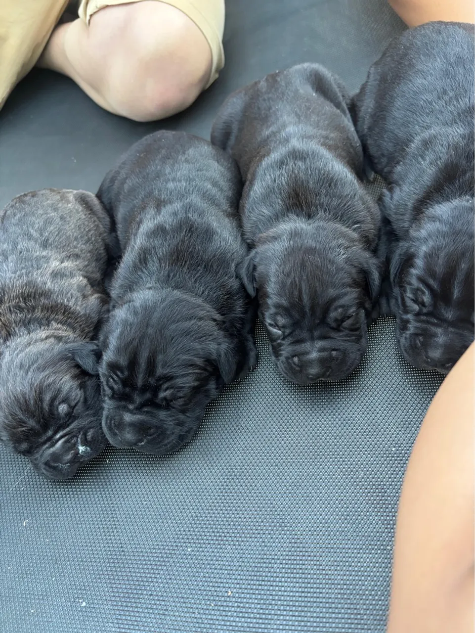 Filhotes de Cane Corso