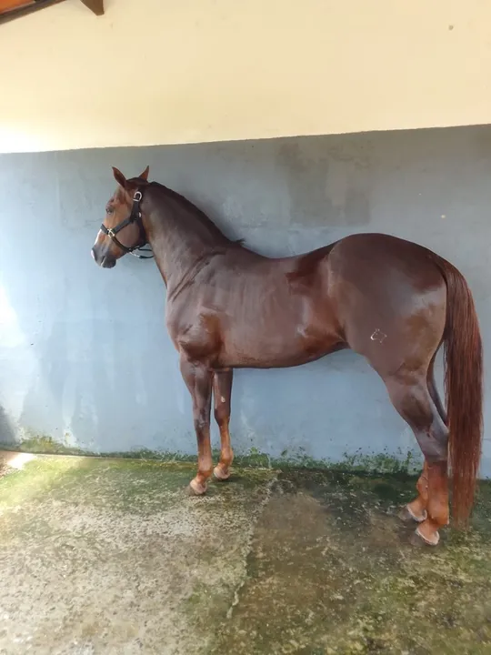 Cavalo quarto de milha throwin a fit