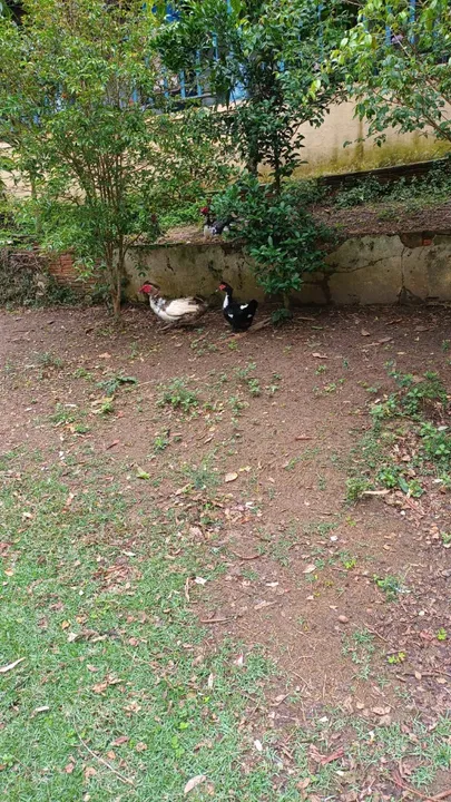Patos