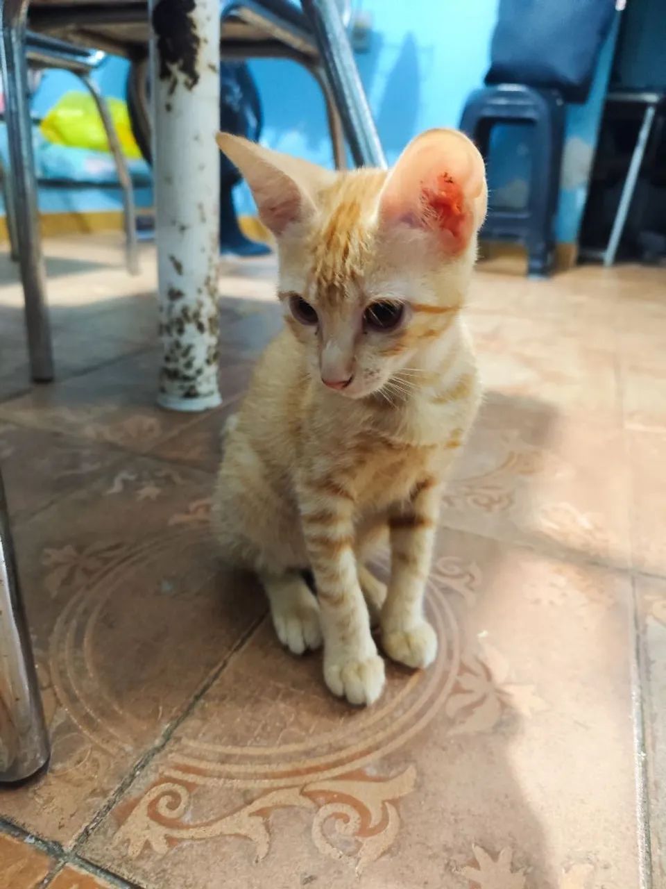 Gatinha fofa para adoção - Foto 4