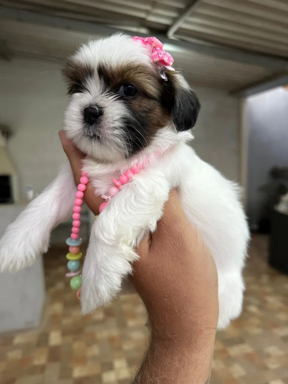 Shih tzu fêmea - linda filhote Tricolor  - Foto 5