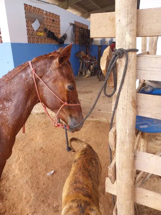 Potra Quarto de Milha - Foto 3