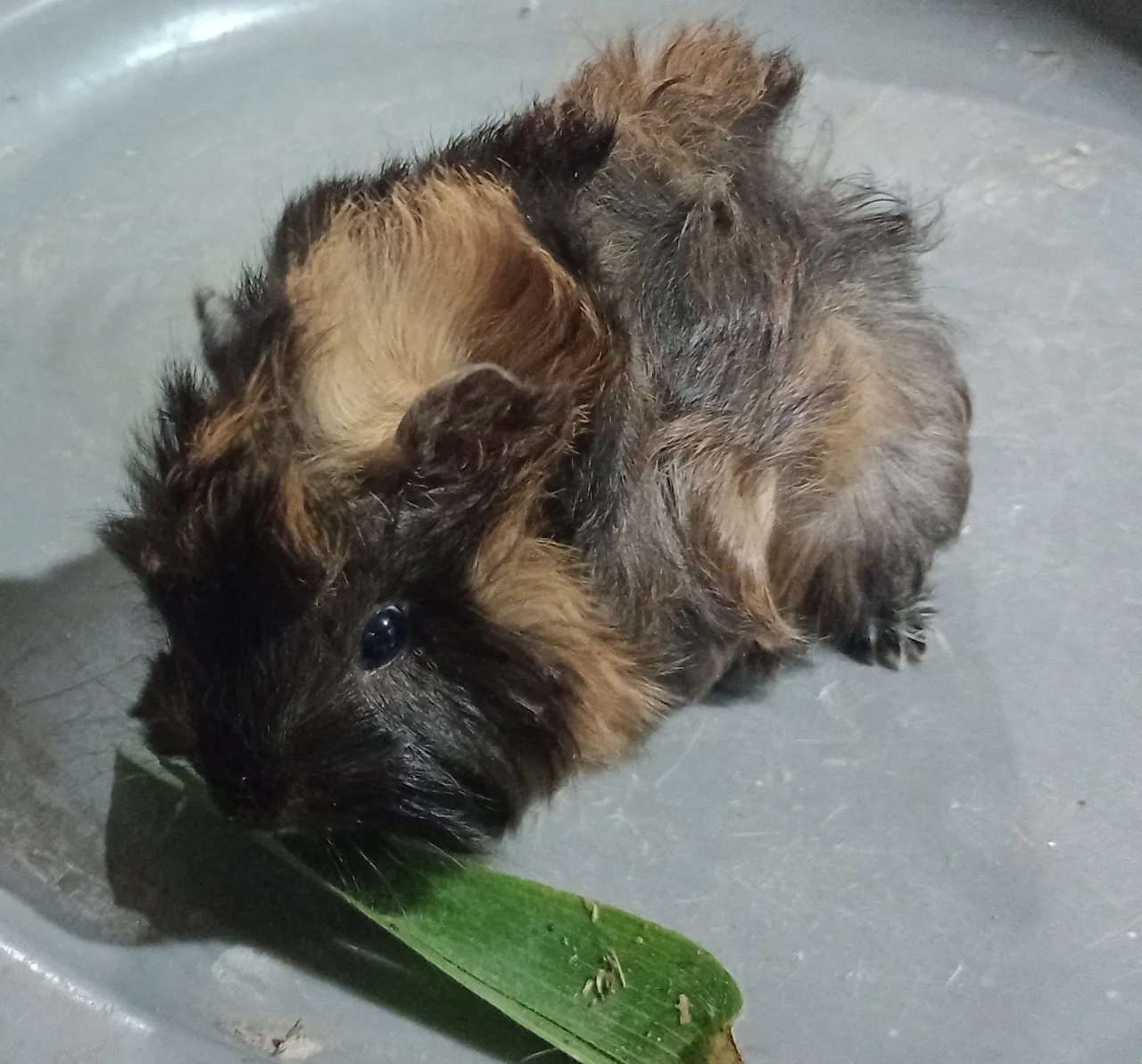 Porquinho da Índia peruano filhote