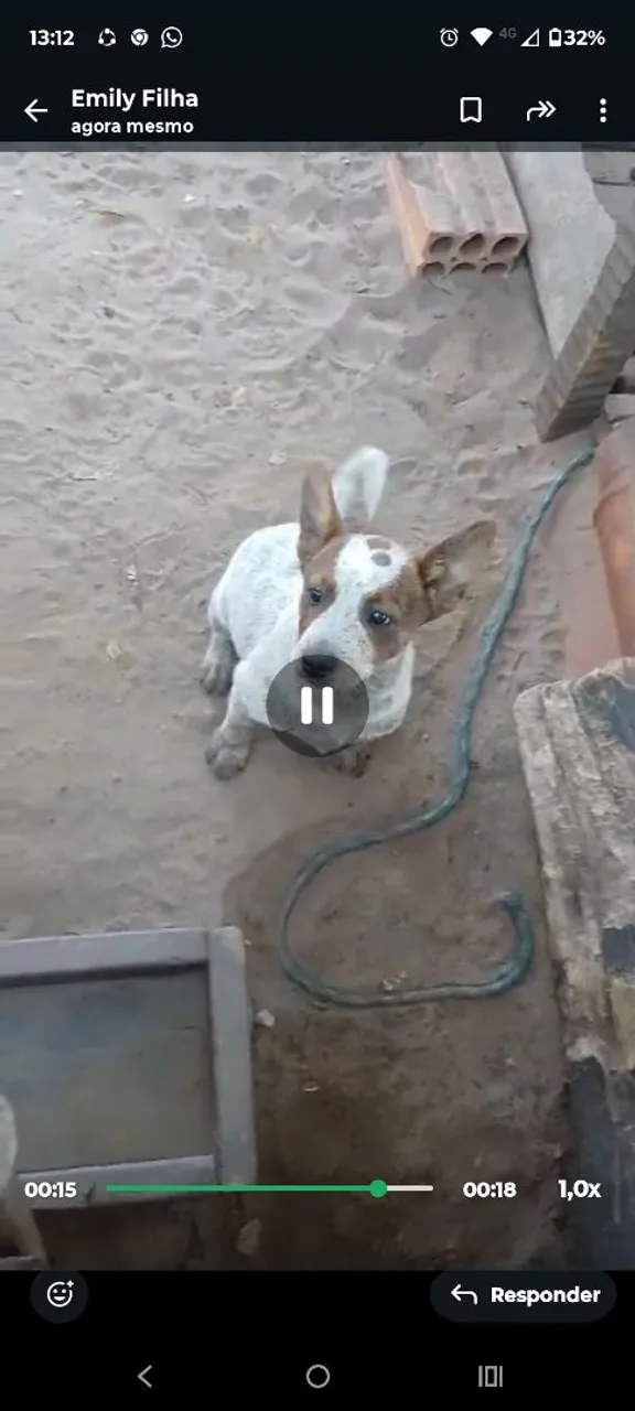 Vendo 1 Filhote da raça red heeler com burriler