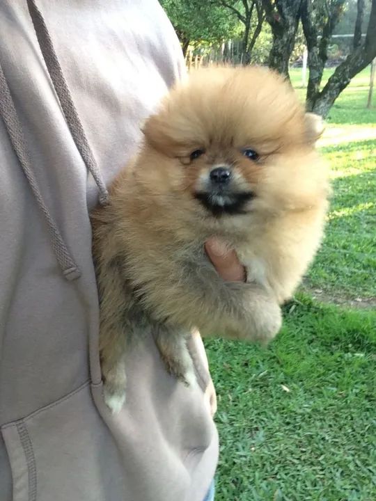 Spitz Alemão pequenos 