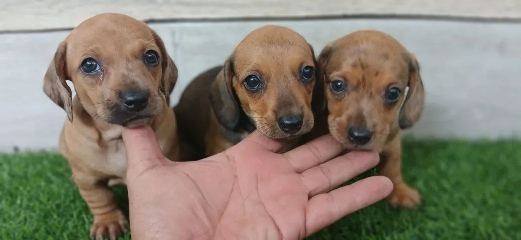 Dachshund...Basset anões...Legitimos . Fêmea e macho...Vacinados. ac. Cartão - Foto 3