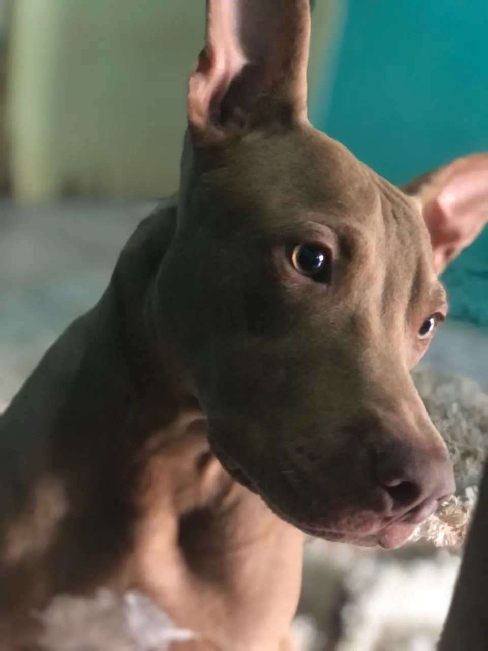Vendo filhote de pitbull 