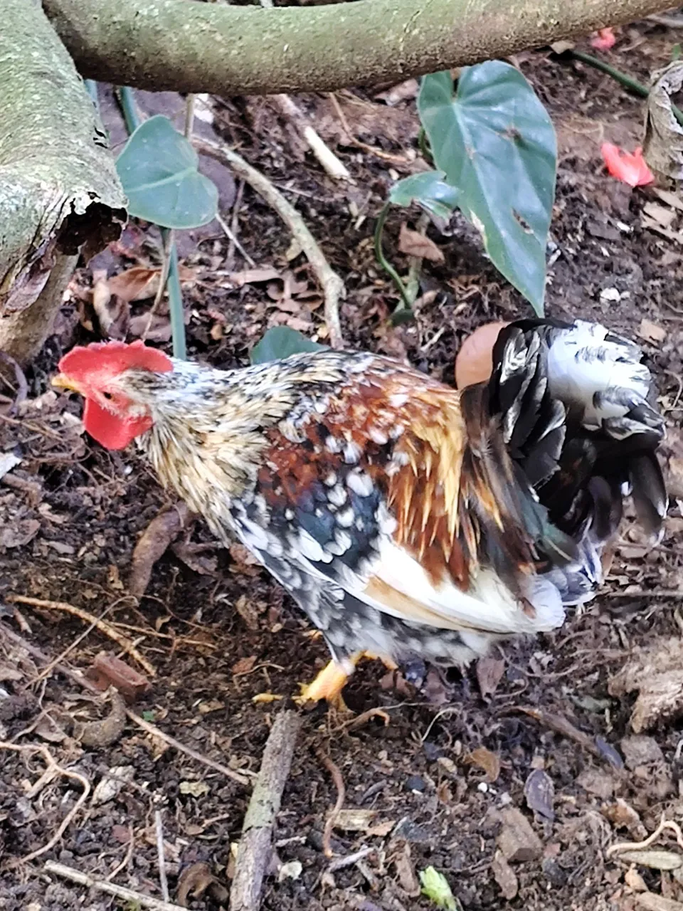 Frango Nagasaki, começando a cantar.