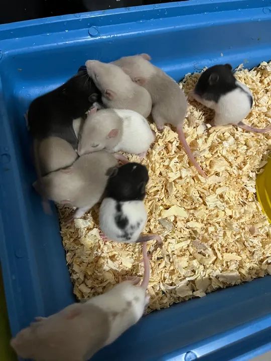 Twister filhotes - Foto 2