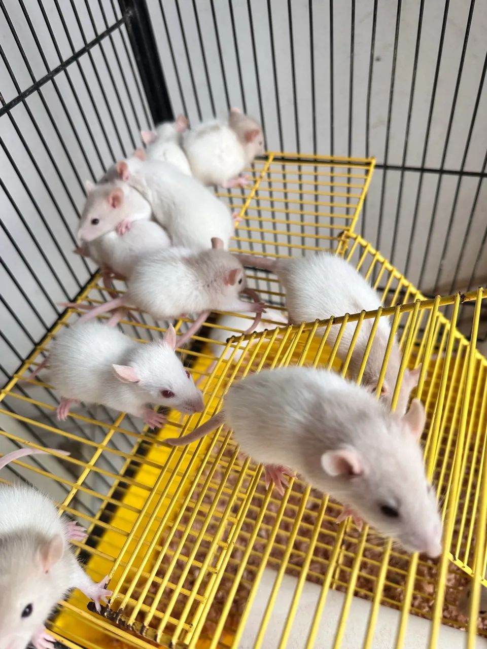 Rato Twister  - Foto 2