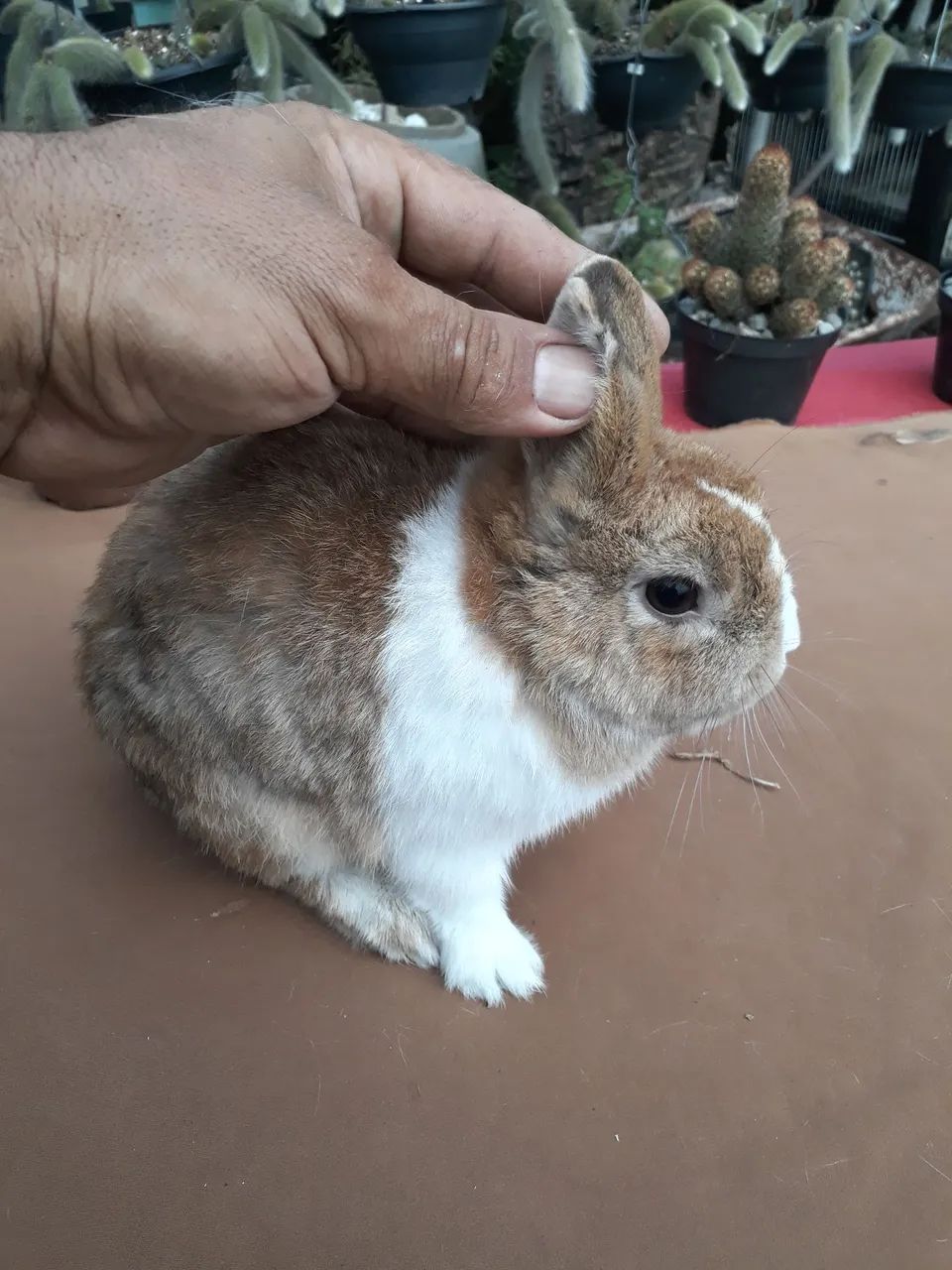 coelho anão adulto jovem - Foto 5